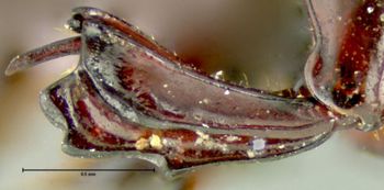 Media type: image;   Entomology 26008 Aspect: front tibia